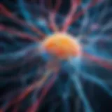 Visual representation of neural connections